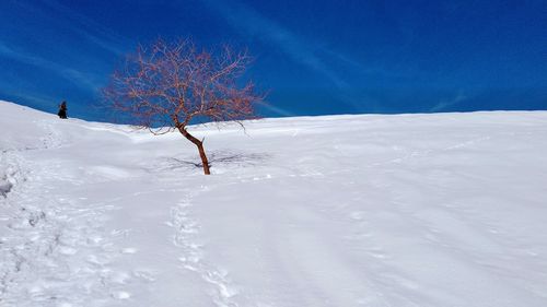 Clicca per immagine full size