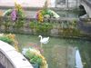 17 - Cigno e fiori.jpg