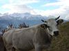 Mucca e neve.jpg
