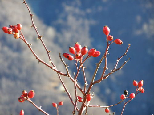 Clicca per immagine full size